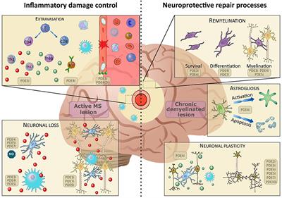 Targeting Phosphodiesterases—Towards a Tailor-Made Approach in Multiple Sclerosis Treatment